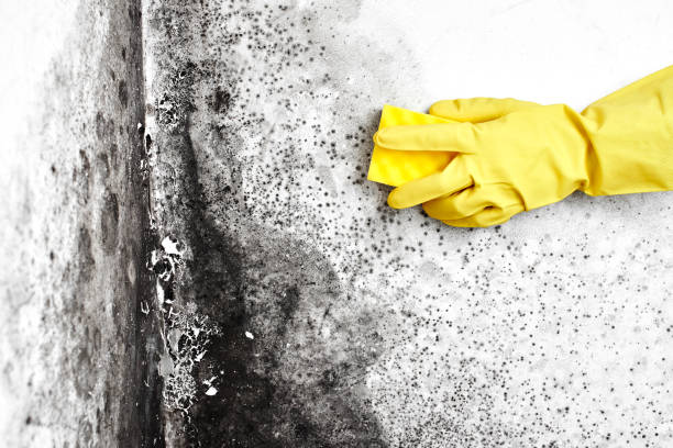 Best Residential Mold Removal  in Baxter, MN