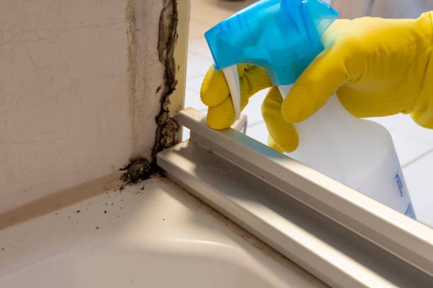 Best Mold Removal Company Near Me  in Baxter, MN