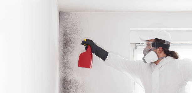 Best Emergency Mold Removal  in Baxter, MN