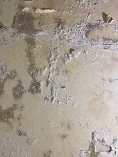 Best Home Mold Removal  in Baxter, MN