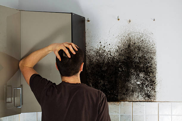 Mold Testing and Removal in Baxter, MN