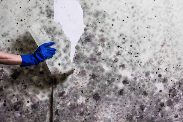 Best Local Mold Removal Service  in Baxter, MN